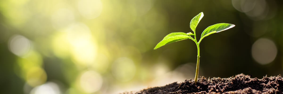 Lifestyle imagery of plant growing from ground