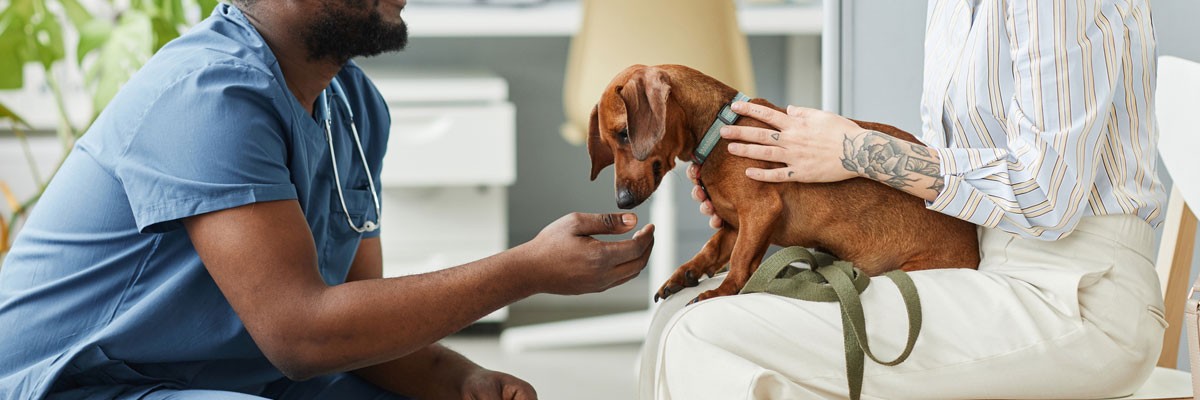 Veterinarian examines small dog who is in owner's arms